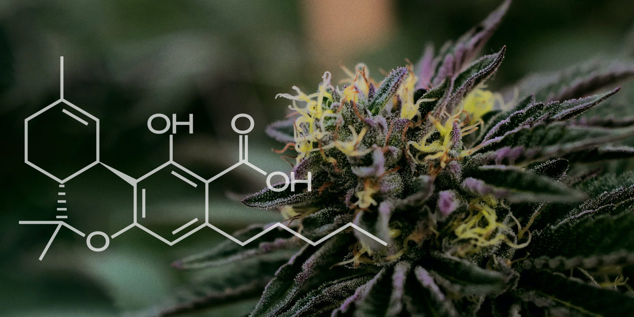 thc-a