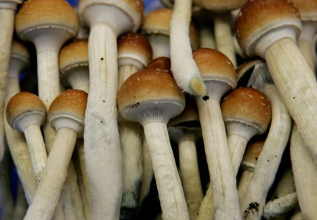 Mushroom Gummies VS THC Gummies