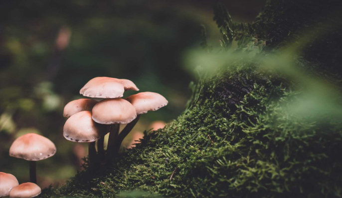 What Are Mushroom Gummies