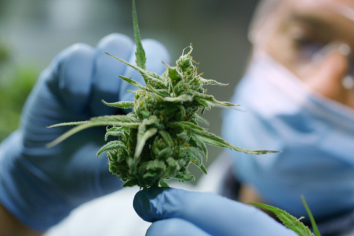 What Is A THCV High Like?