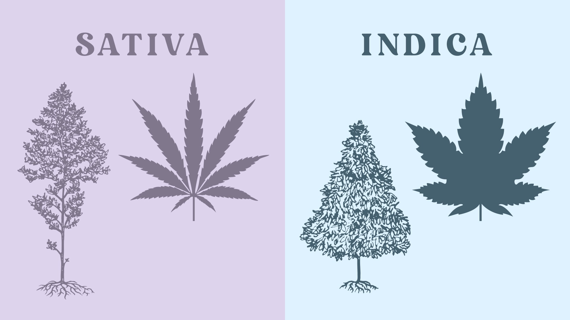 Is HHC More Like Sativa Or Indica?