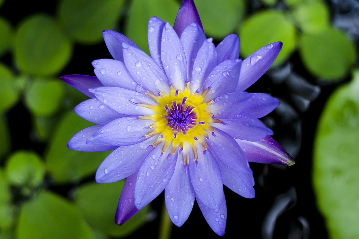 blue lotus