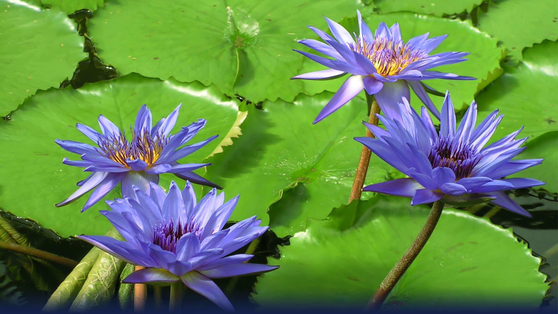 blue lotus