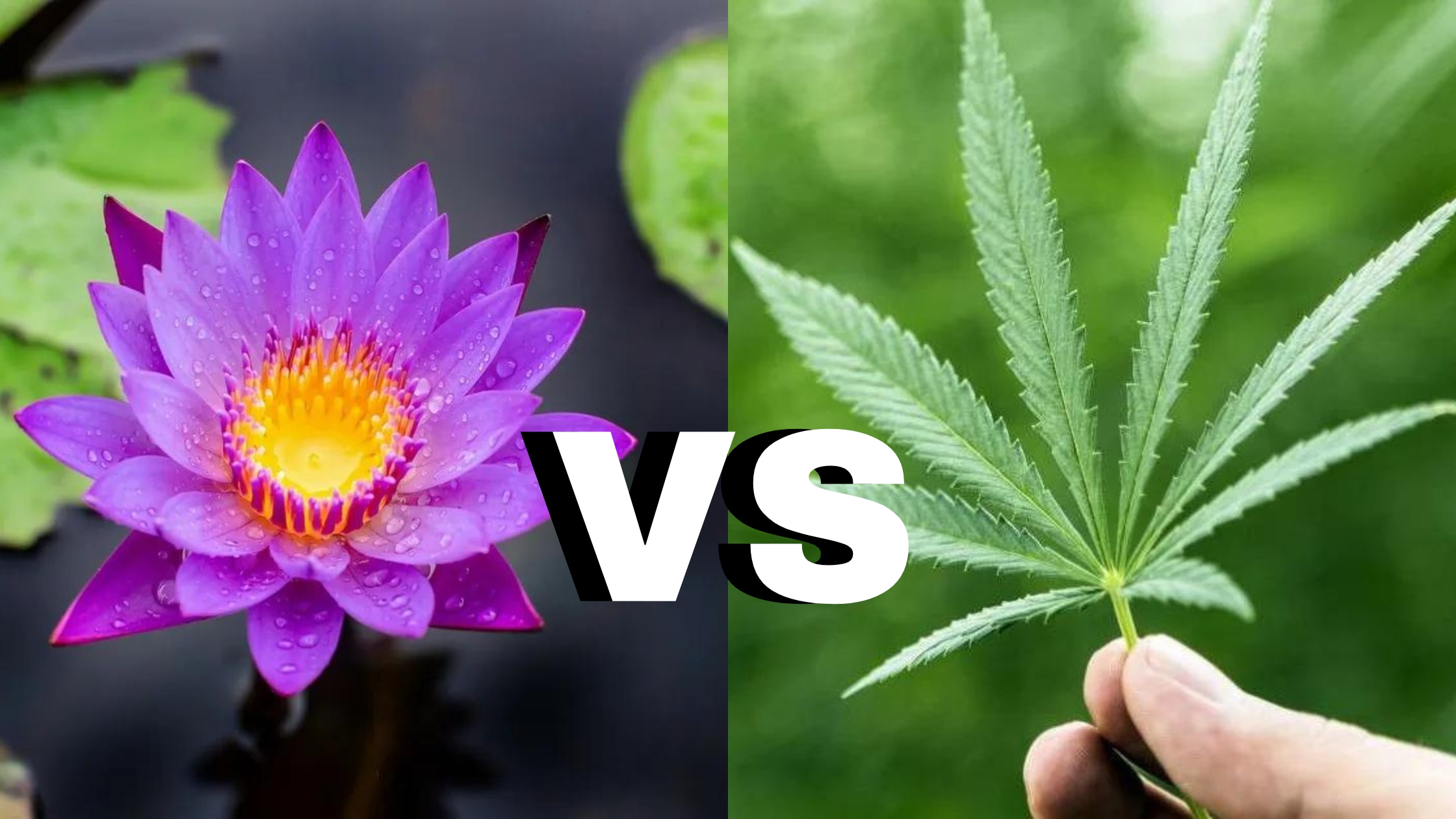 Blue lotus vs thc