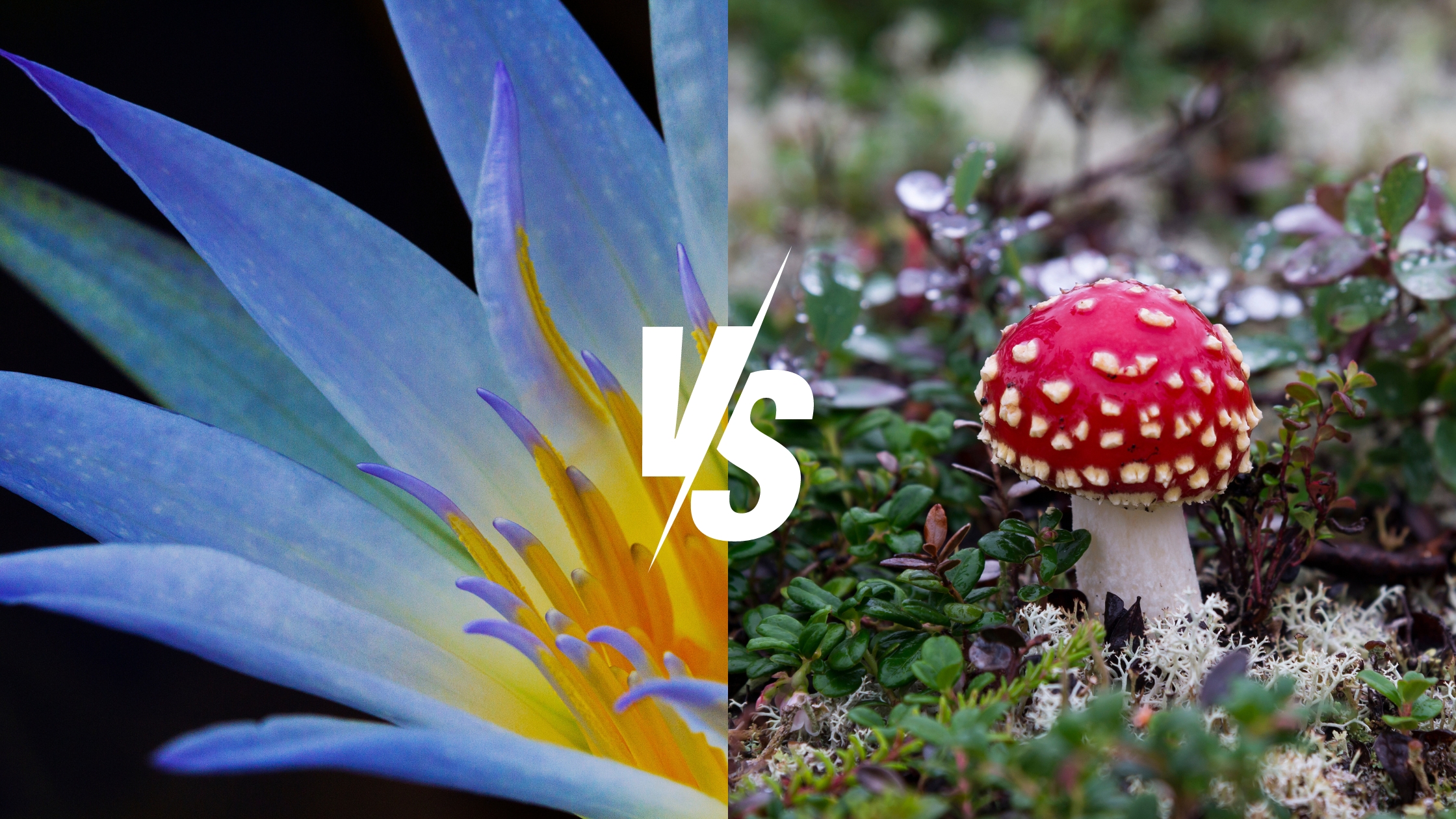 blue lotus vs amanita muscaria cover photo