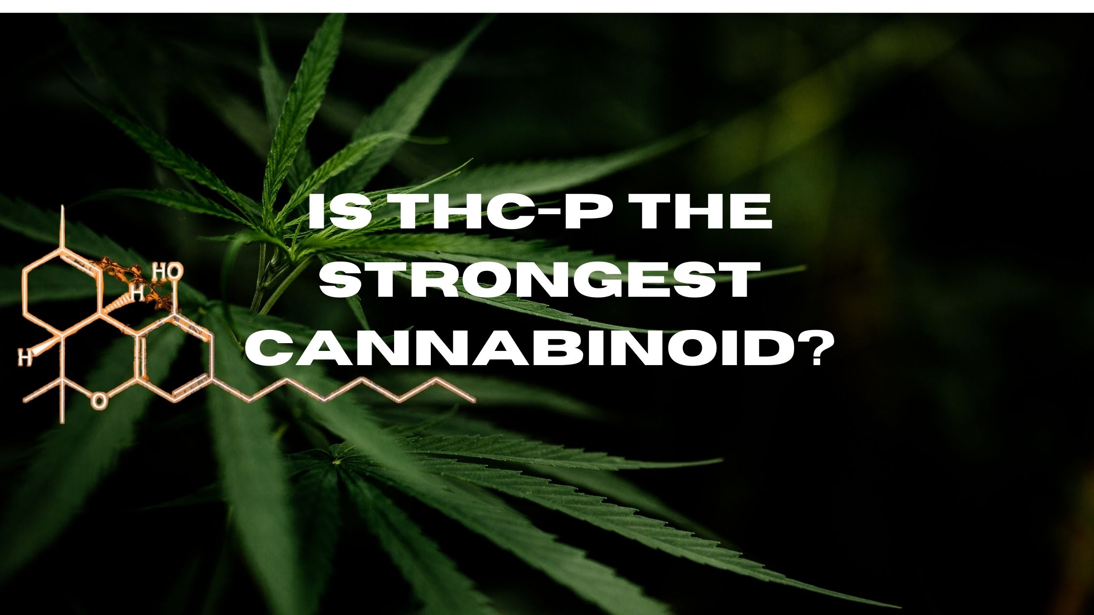 is thc-p the strongest cannabinoid? Cover photo