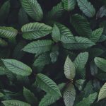 Maeng Da Kratom: What Makes This Strain Stand Out