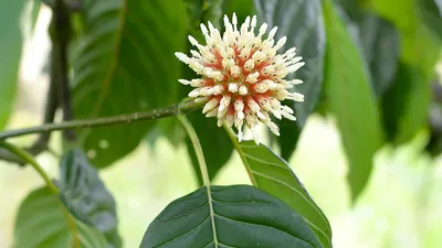 Image showing the great reputation of kratom plants.