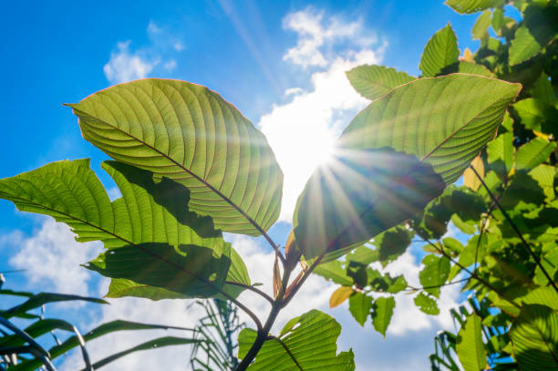 Image showing how to take a kratom extract from a kratom plant.