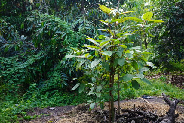 Image showing the great reputation of kratom plants.