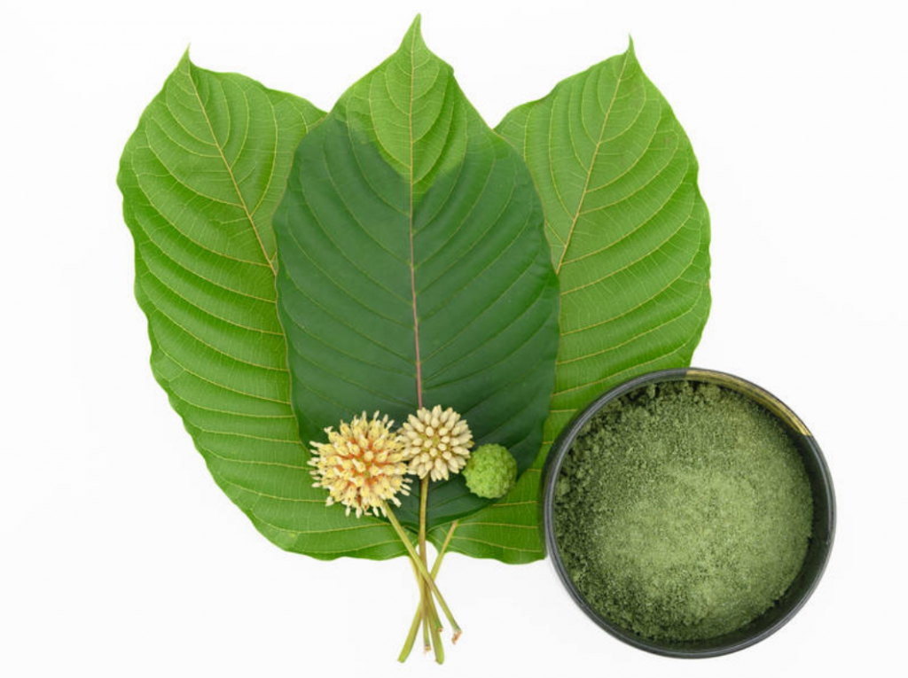 Image showing how to take a kratom extract from a kratom plant.