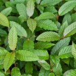 Growing the Kratom Plant: Cultivation, Climate, and Care Guide