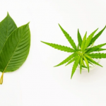 Kratom vs THC: What is the Difference?