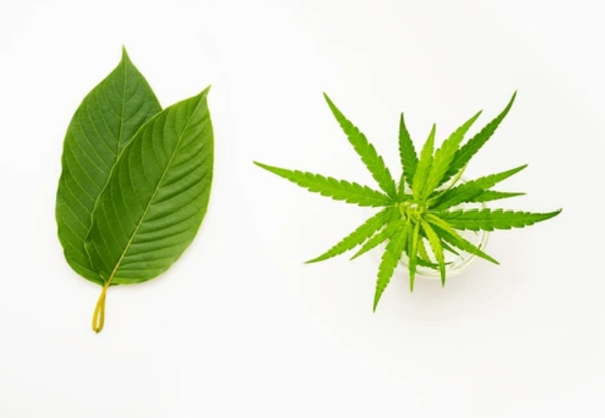 Kratom vs THC shown in front of a white background showing the plant.