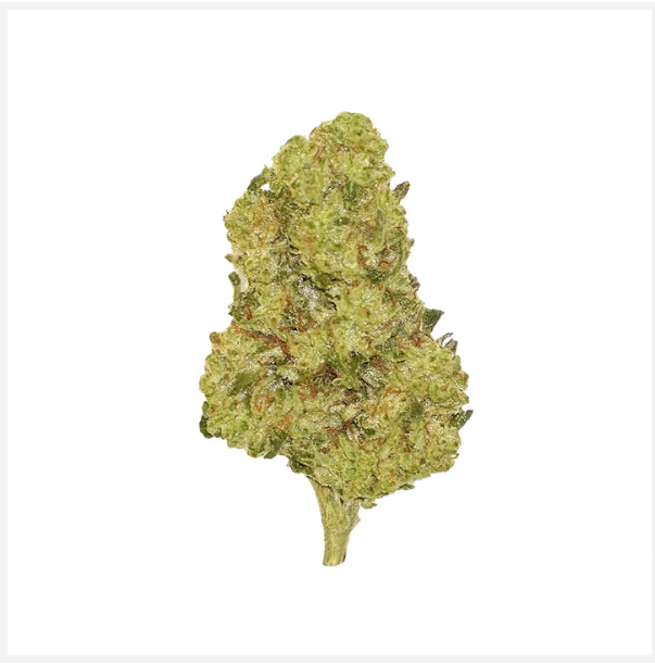 10DC Animal Cookies THCA Flower displayed in front of a white background.