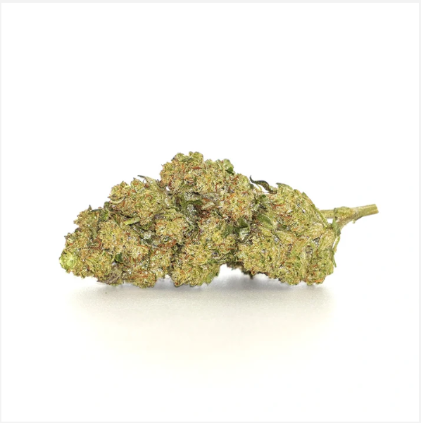 10DC Animal Cookies THCA Flower displayed in front of a white background.