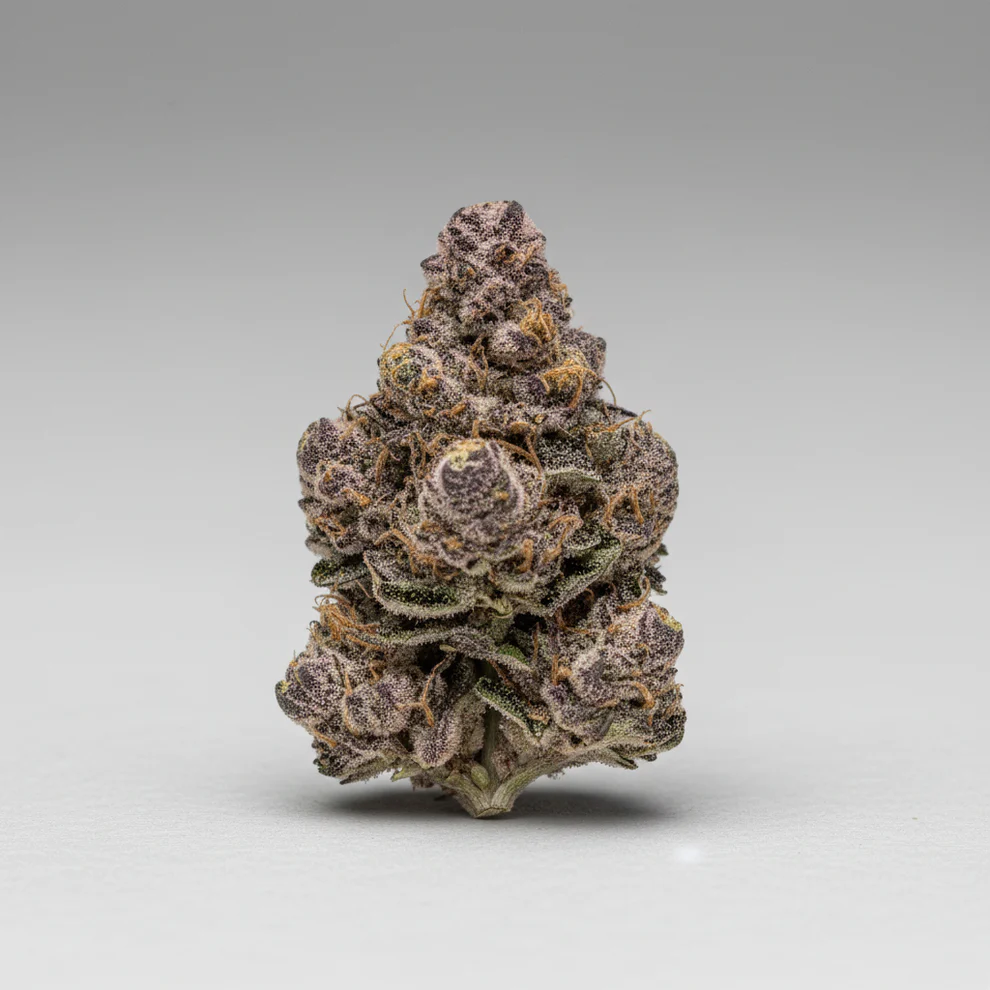 Sativa Supply House Permanently Tropical – Top Shelf Indoor displayed in front of a white background with shadows underneath it.