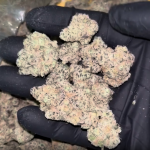 Sativa Supply House Permanently Tropical – Top Shelf Indoor Product Review Article