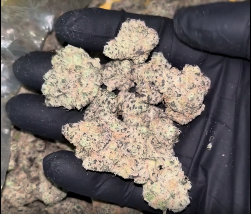 Sativa Supply House Permanently Tropical – Top Shelf Indoor being held by a hand with black gloves.