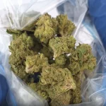 Sativa Supply House Tropicana Smalls Half Ounce & Ounce Deal Product Review