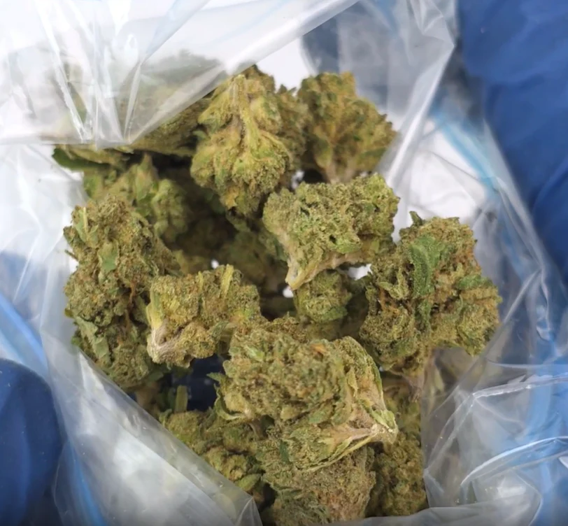 Sativa Supply House Tropicana Smalls displayed inside a plastic packet held by someone using blue medical gloves.